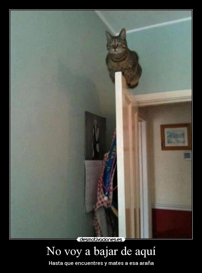 No voy a bajar de aquí -