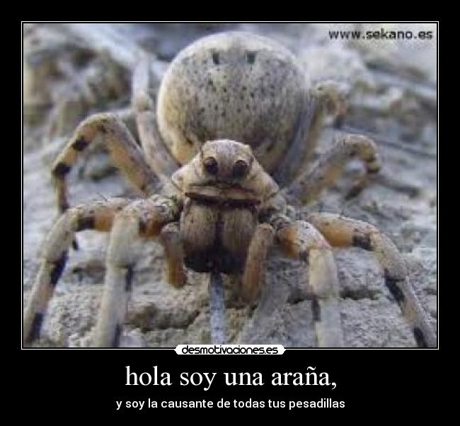 hola soy una araña, - 