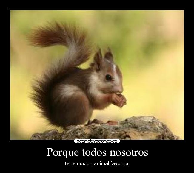 Porque todos nosotros - tenemos un animal favorito.