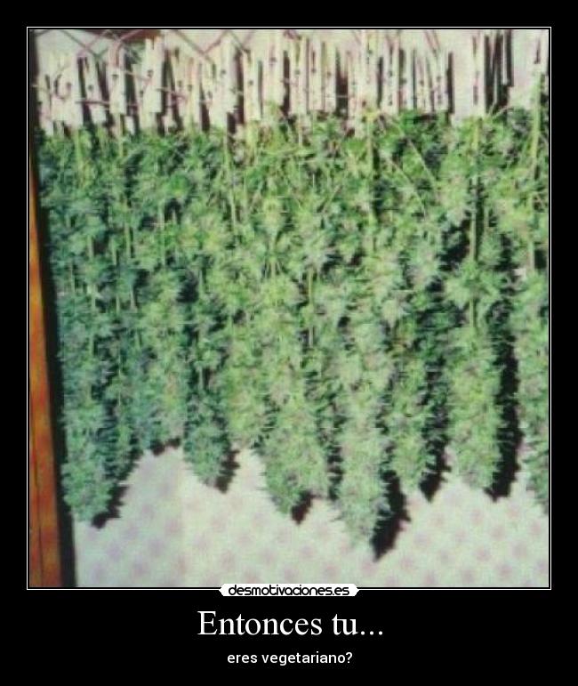 Entonces tu... - eres vegetariano?
