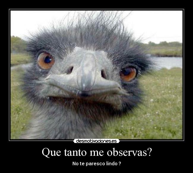 Que tanto me observas? -