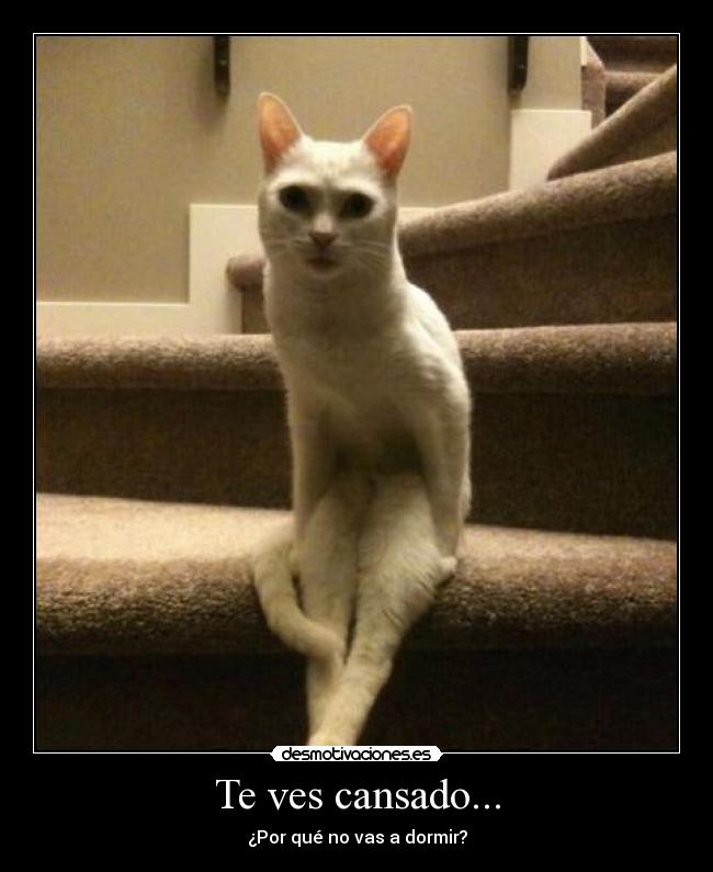 Te ves cansado... - ¿Por qué no vas a dormir?