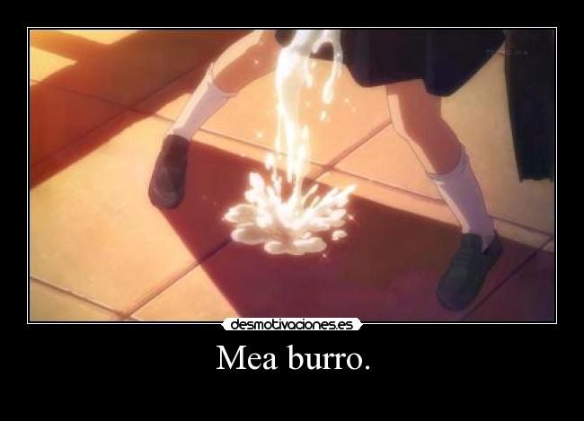 Mea burro. -