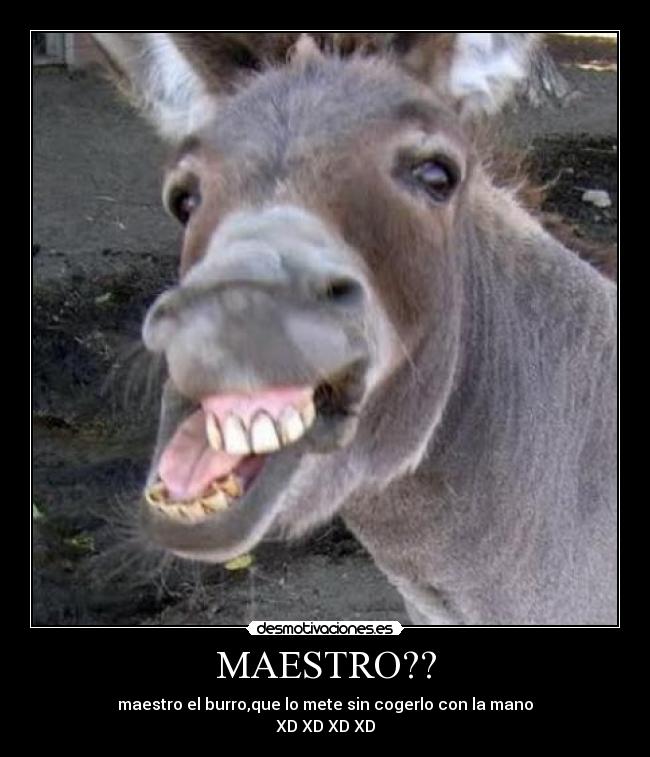 MAESTRO?? - 