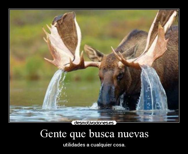 carteles ultimamente hago muchos carteles con fotos animales eso quiere decir que soy buho desmotivaciones