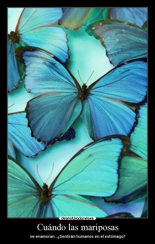 Cuándo las mariposas - se enamoran...¿Sentirán humanos en el estómago?