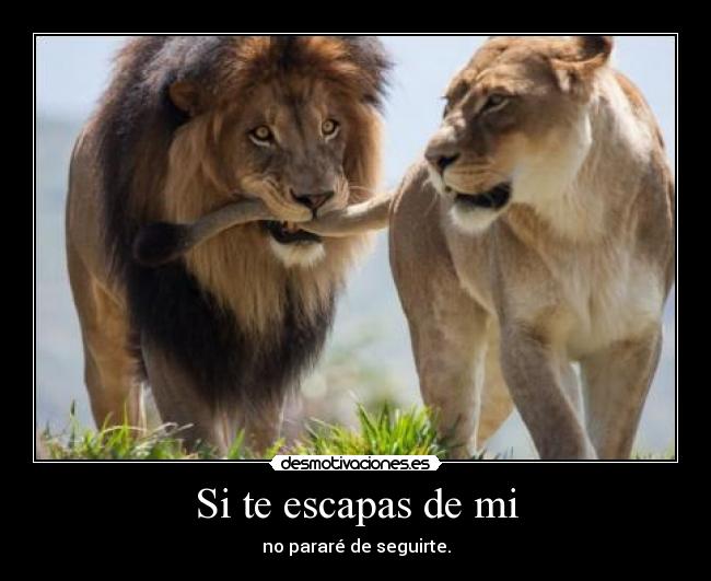Si te escapas de mi - no pararé de seguirte.