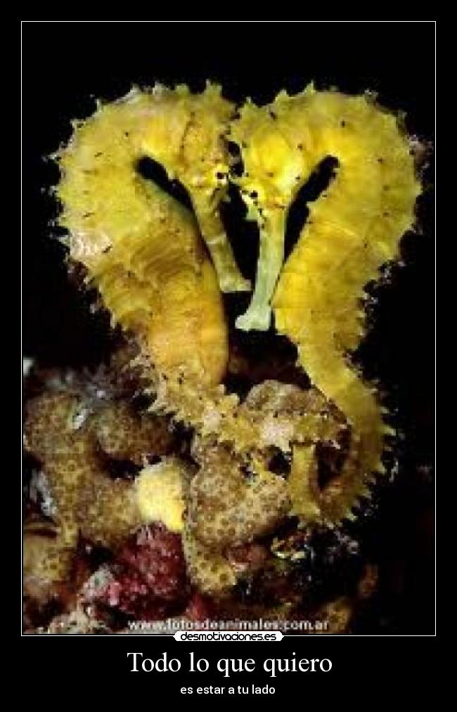 Todo lo que quiero - 