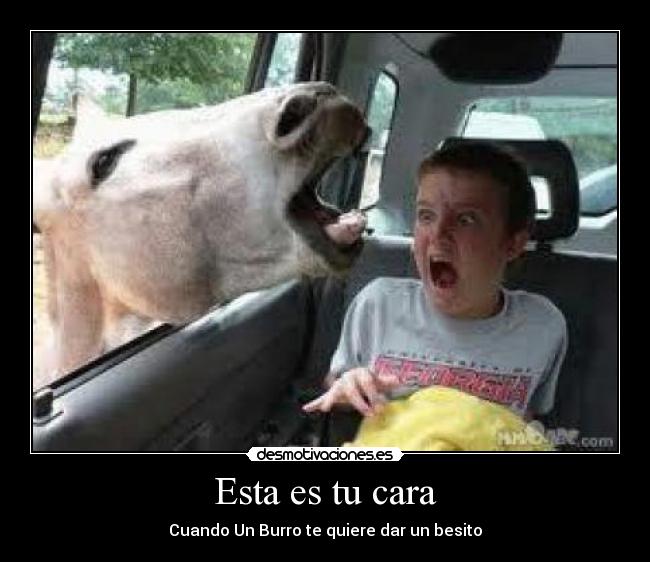 Esta es tu cara - Cuando Un Burro te quiere dar un besito