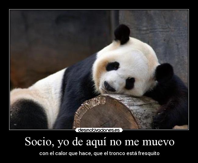 Socio, yo de aquí no me muevo - con el calor que hace, que el tronco está fresquito