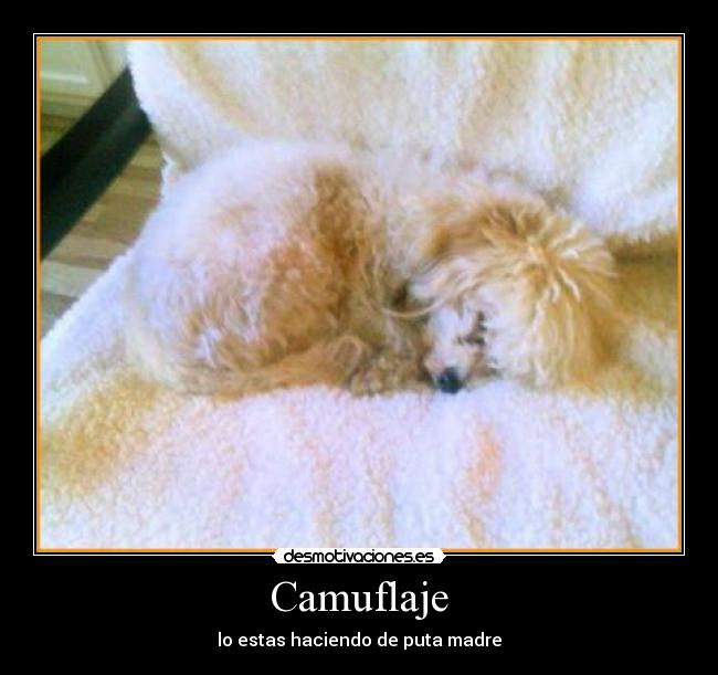 carteles camuflaje desmotivaciones