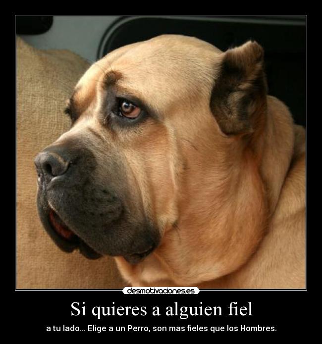 Si quieres a alguien fiel -