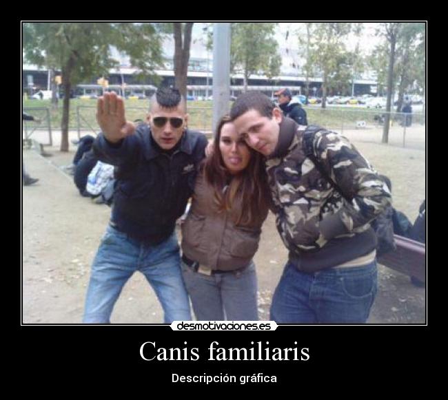 Canis familiaris - Descripción gráfica