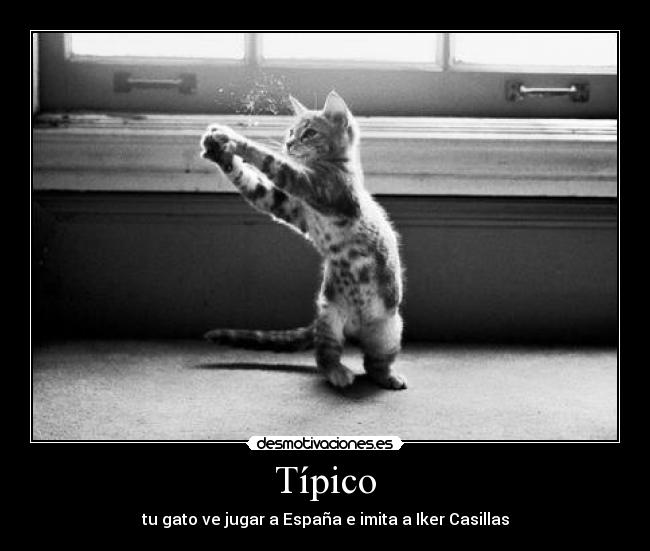 Típico - tu gato ve jugar a España e imita a Iker Casillas