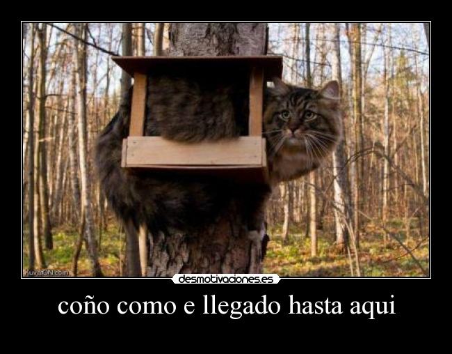 coño como e llegado hasta aqui -