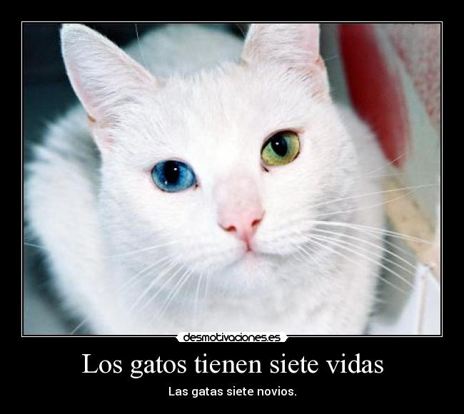 Los gatos tienen siete vidas - 