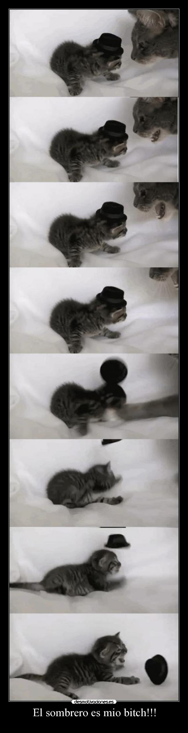 El sombrero es mio bitch!!! - 