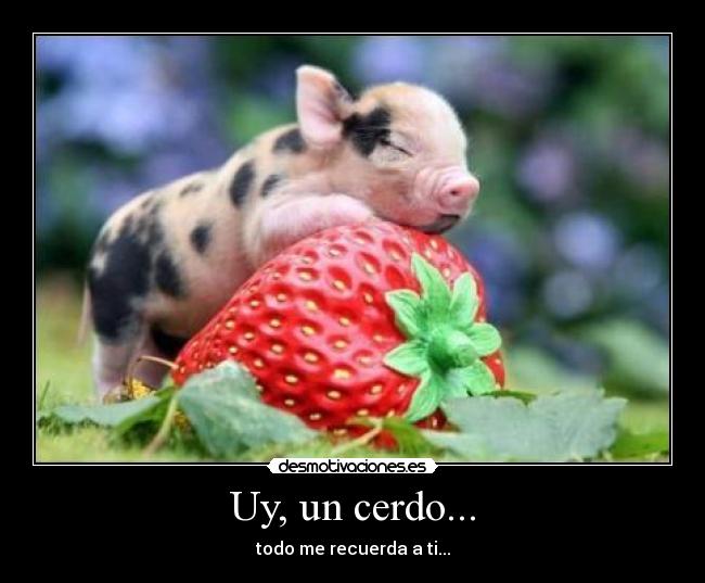 Uy, un cerdo... -