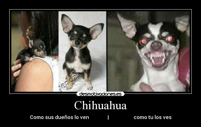 Chihuahua - Como sus dueños lo ven               |                    como tu los ves