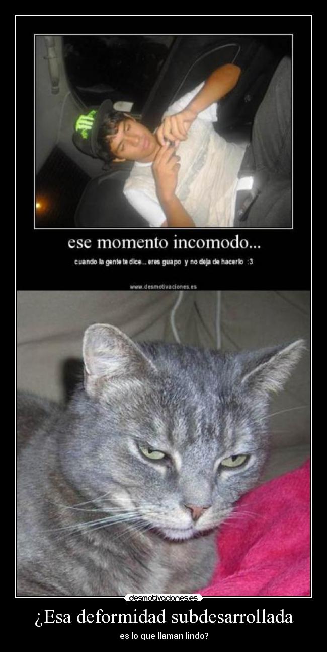 carteles clandesplazado clandalfe15 cereal guy gatos6 desmotivaciones