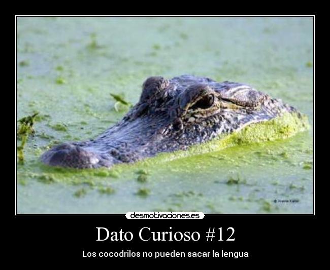 carteles cocodrilos desmotivaciones