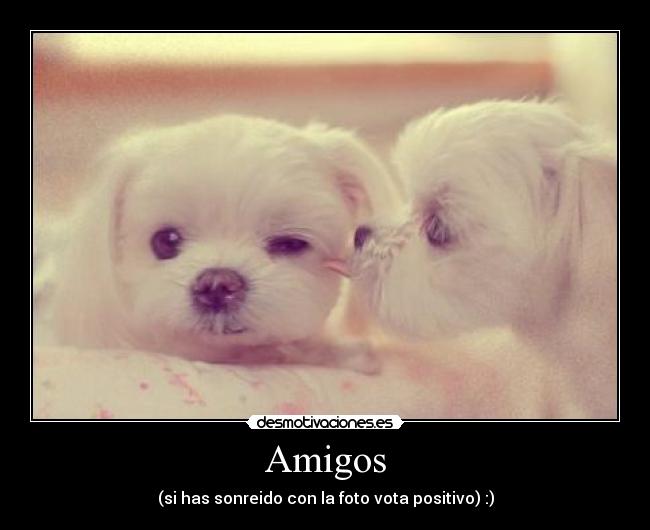 Amigos - (si has sonreido con la foto vota positivo) :)