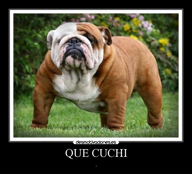 QUE CUCHI - .