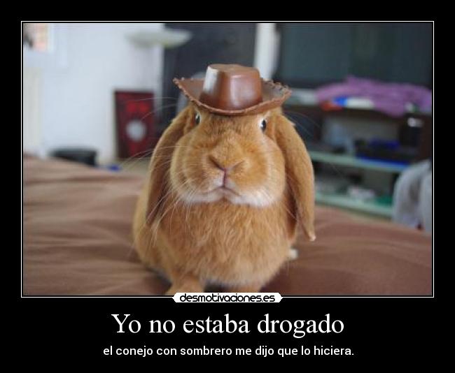 Yo no estaba drogado - el conejo con sombrero me dijo que lo hiciera.