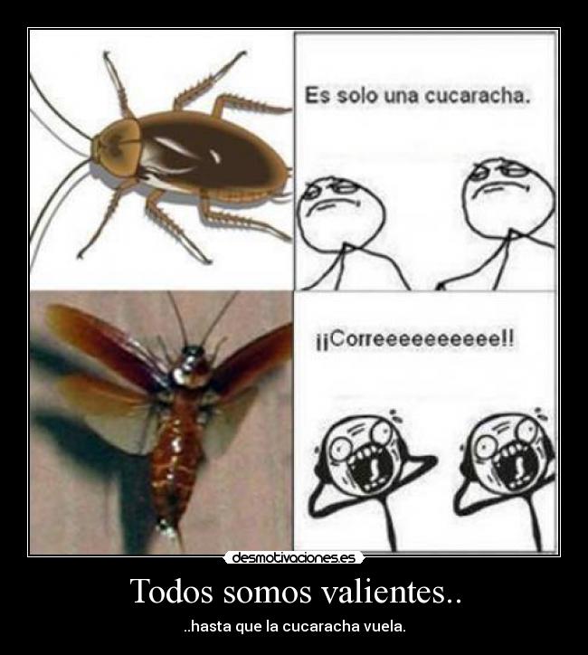 Todos somos valientes.. - ..hasta que la cucaracha vuela.
