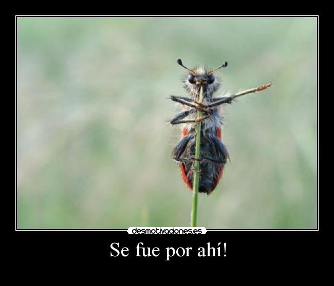 carteles lalala clandesmofamilia andreszambrano insectito chismoso desmotivaciones