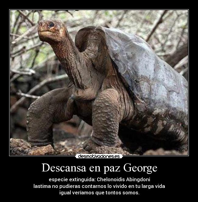 Descansa en paz George - 