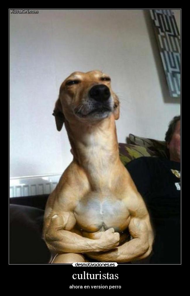culturistas -