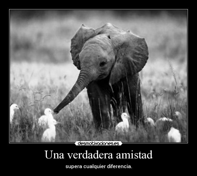 Una verdadera amistad - supera cualquier diferencia.