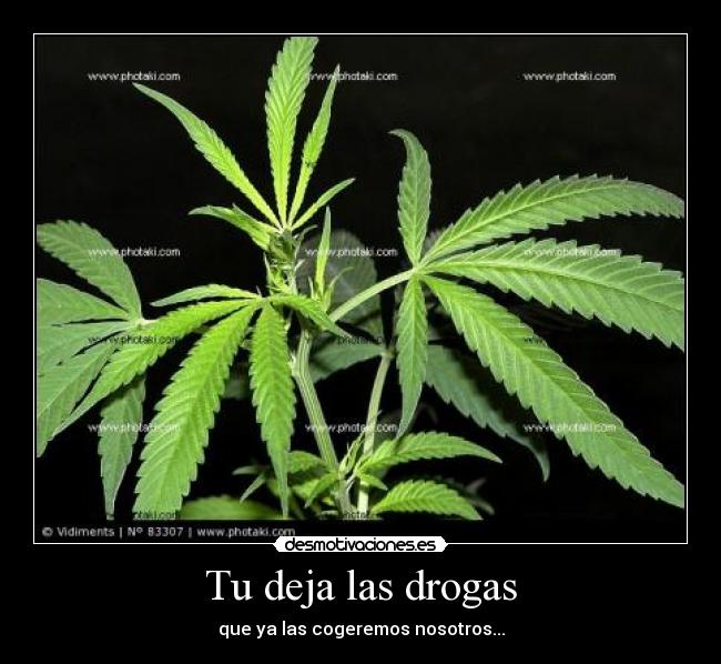 Tu deja las drogas - que ya las cogeremos nosotros...