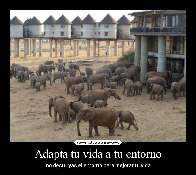 Adapta tu vida a tu entorno - no destruyas el entorno para mejorar tu vida