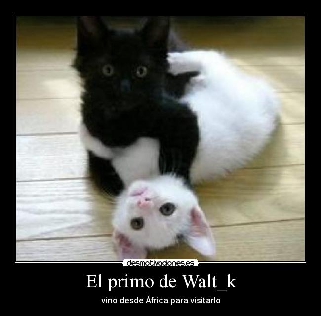 El primo de Walt_k - 