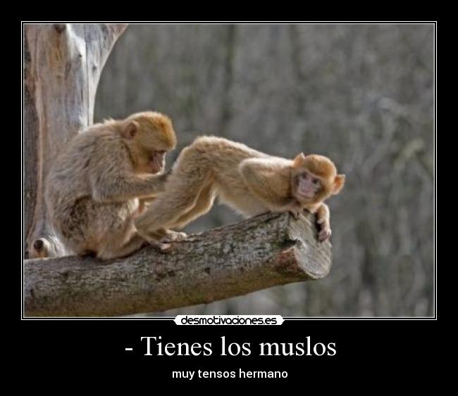 - Tienes los muslos - 