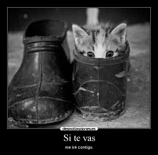 carteles gatin desmotivaciones