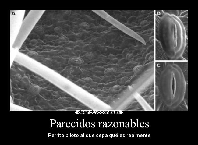 Parecidos razonables -