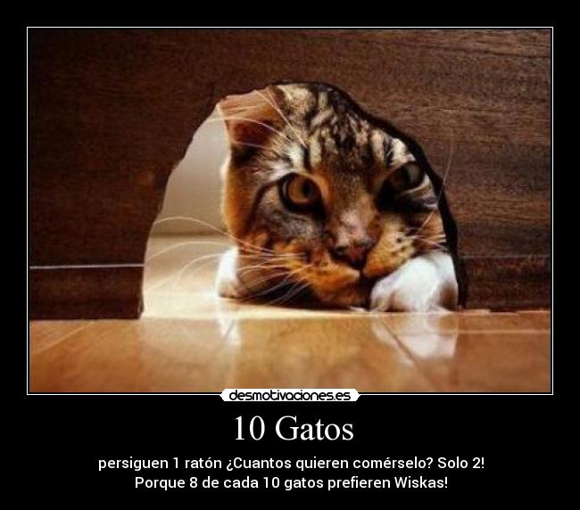 carteles gatos gatos desmotivaciones