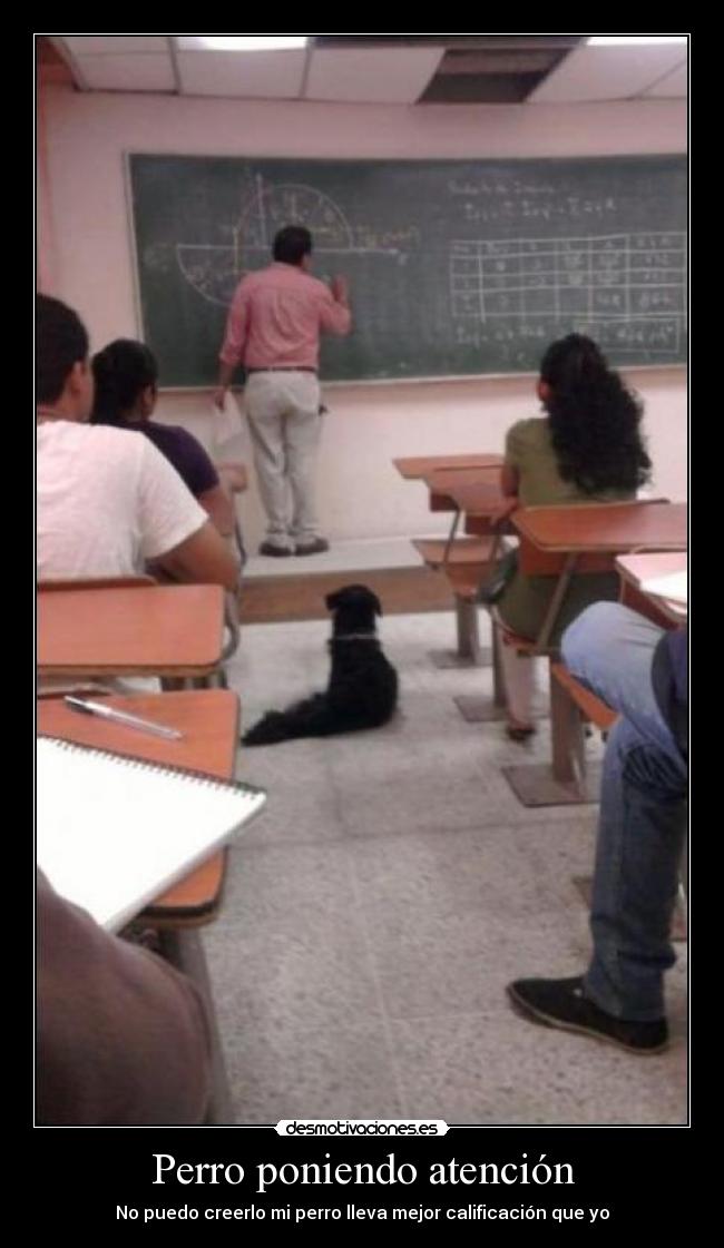Perro poniendo atención -