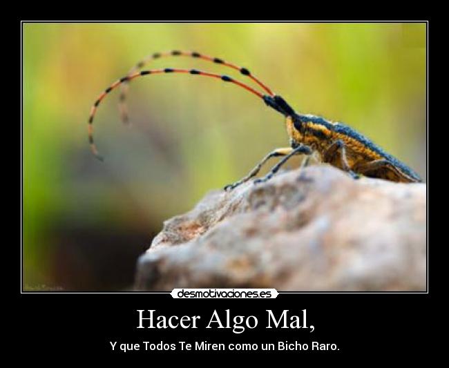 carteles bicho raro desmotivaciones