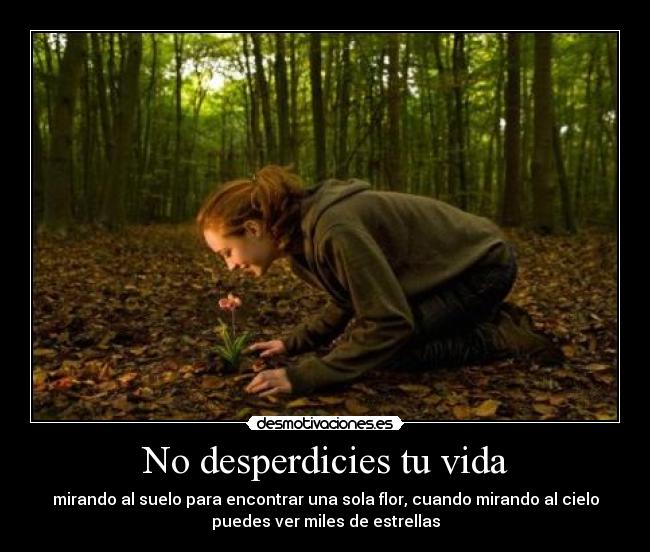 No desperdicies tu vida - mirando al suelo para encontrar una sola flor, cuando mirando al cielo
puedes ver miles de estrellas
