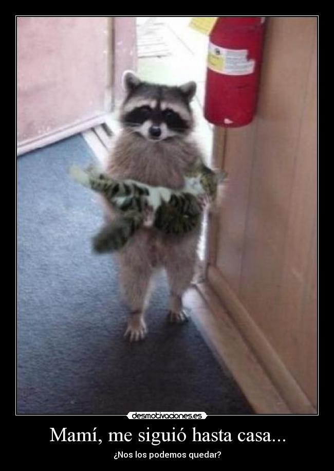 Mamí, me siguió hasta casa... - ¿Nos los podemos quedar?