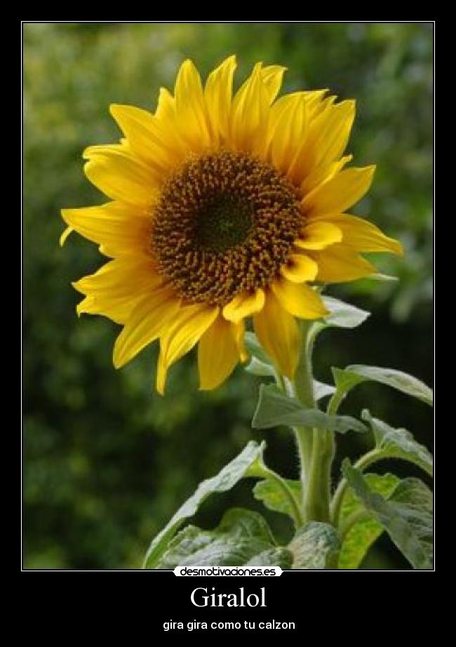 carteles flores desmotivaciones