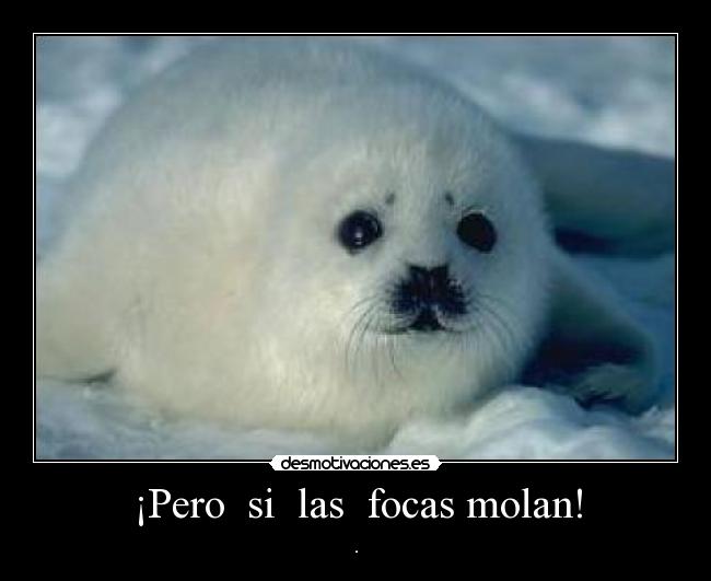 ¡Pero si las focas molan! - .