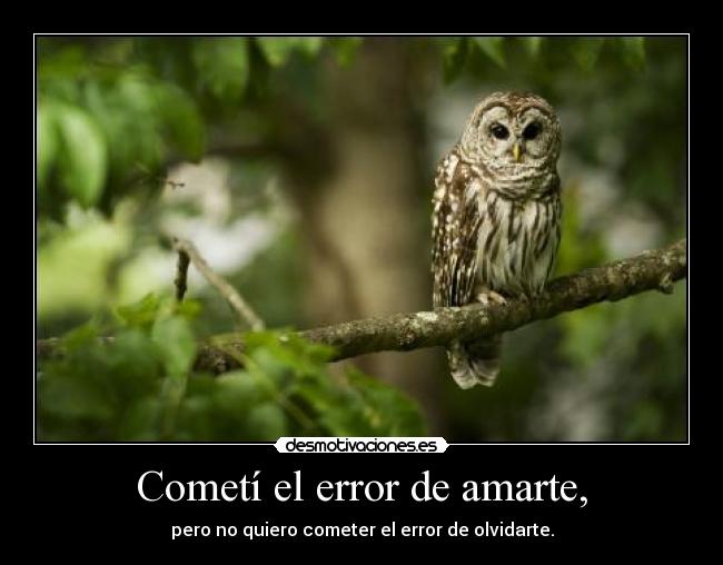 carteles error fue amarte desmotivaciones