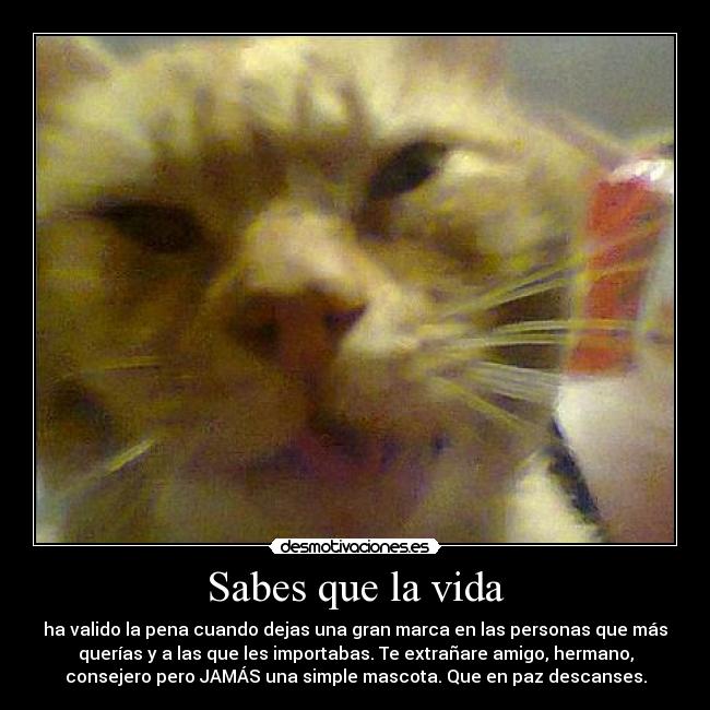 carteles vida gatospero mascota desmotivaciones