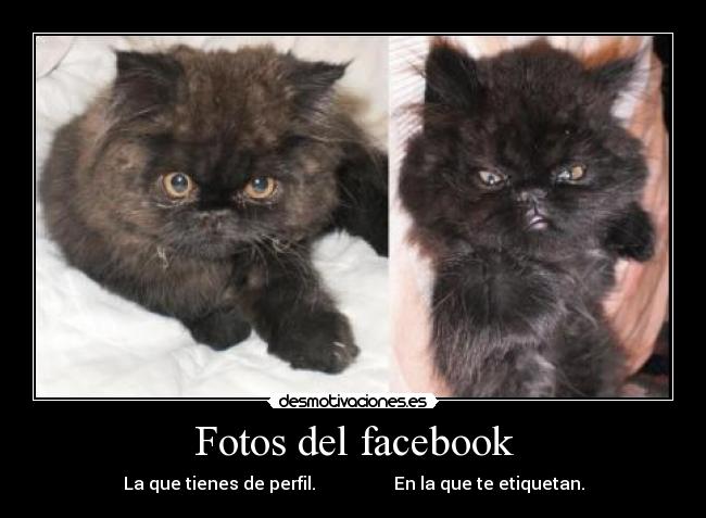carteles facebook gato intruders crazyclub clanreyleon fotos facebook desmotivaciones
