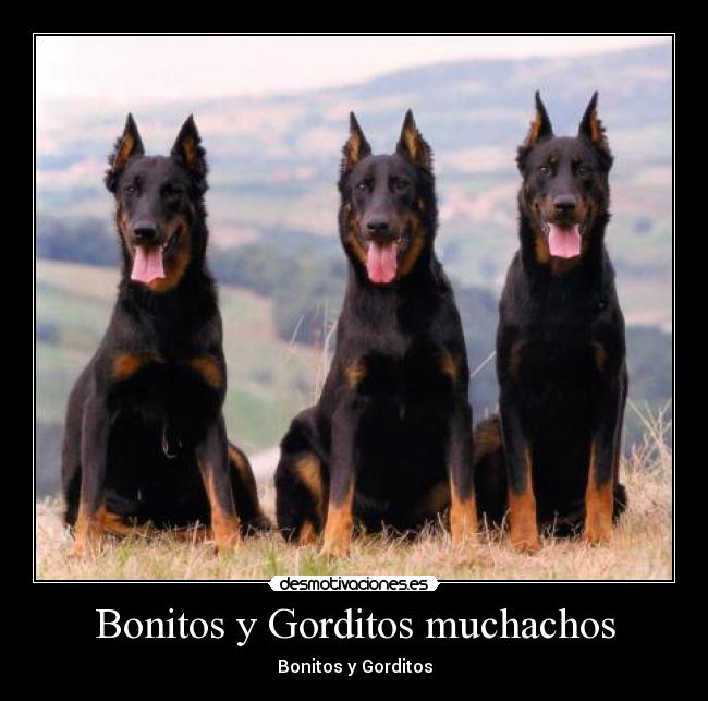 Bonitos y Gorditos muchachos - 